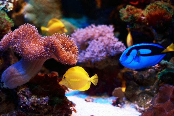 海洋生物 海底鱼类 海水