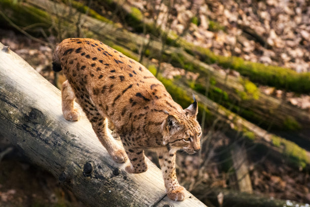 野猫