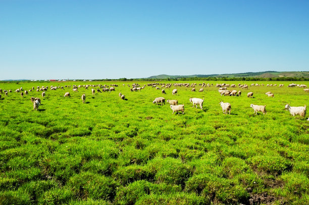 内蒙古草地上的羊