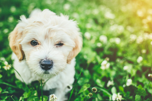 比熊,白色的小犬