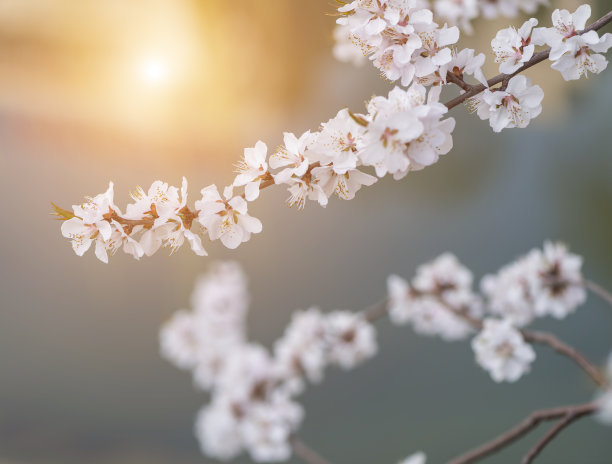 中国风梅花