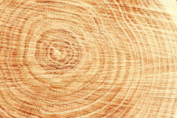 木材树干
