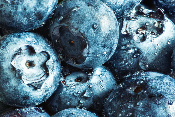 蓝莓摄影图