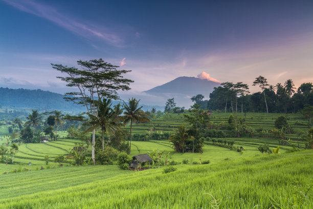 丛林风景