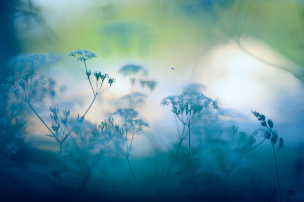 小虫子与花