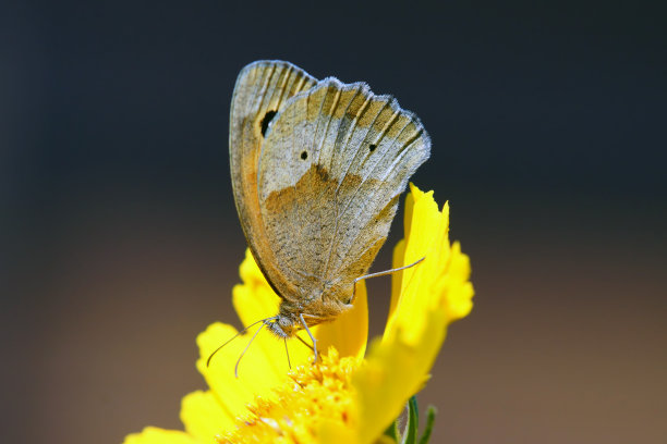 彩蝶与金鸡菊