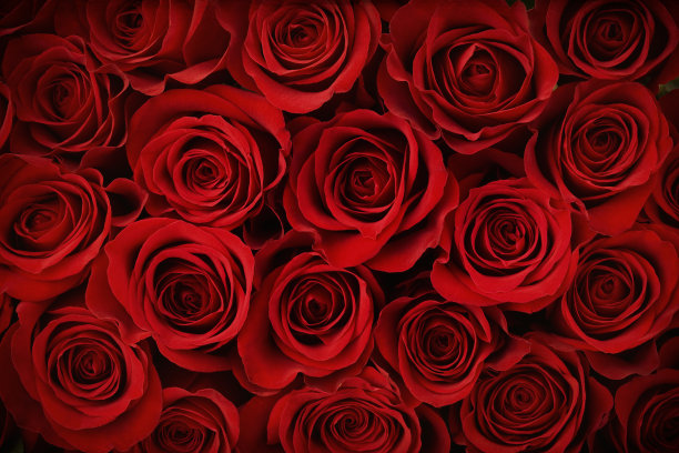 红色玫瑰背景素材