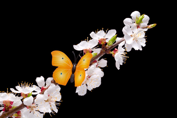 蝴蝶与杏花