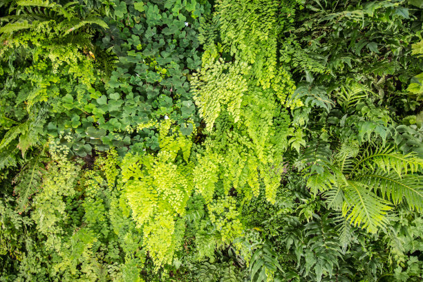 植物墙背景