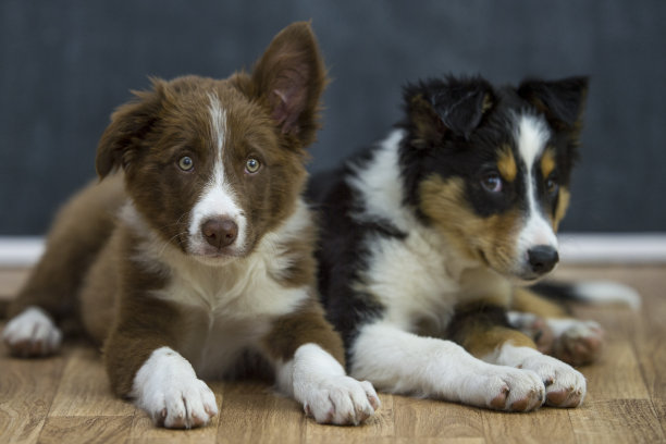 边境牧羊犬幼犬