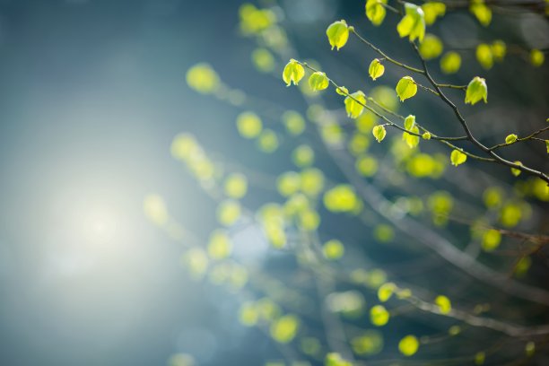 花蕾特写