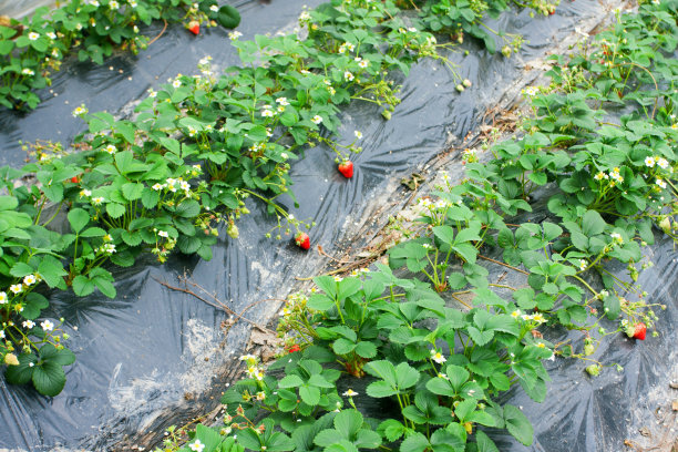 温室种植草莓