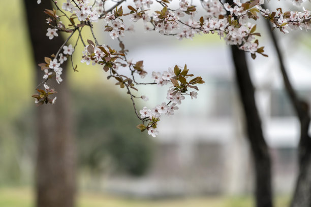 杏花景