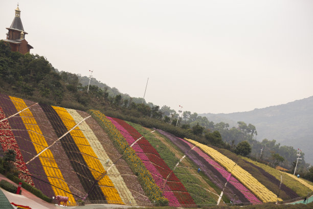 深圳公园花朵