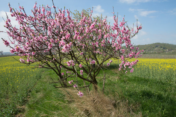 桃树种植园