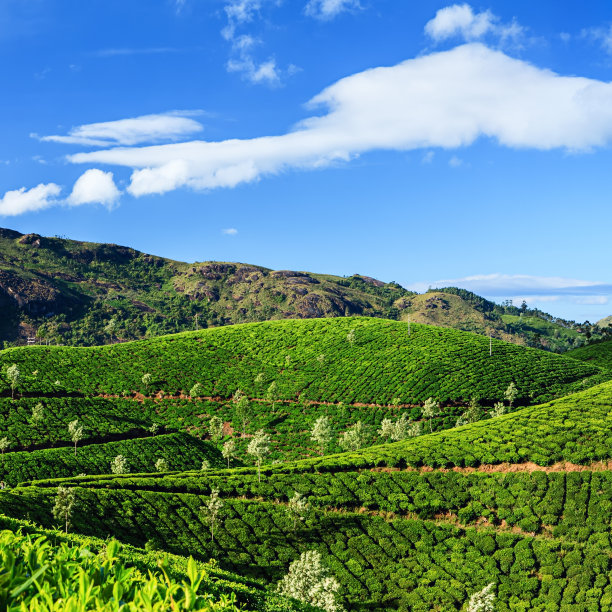 蓝天白云茶园景