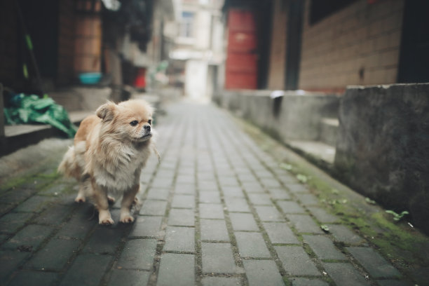 北京宠物摄影