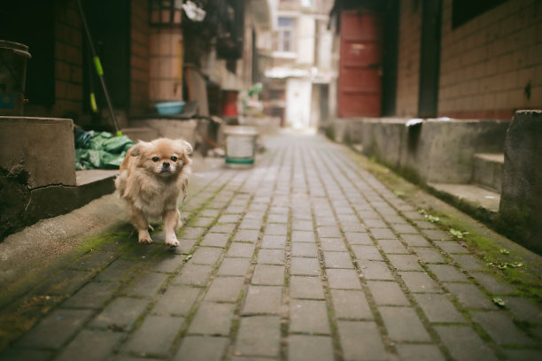北京宠物摄影