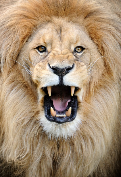 狮子吼