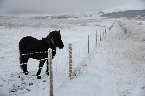 雪地上的马群
