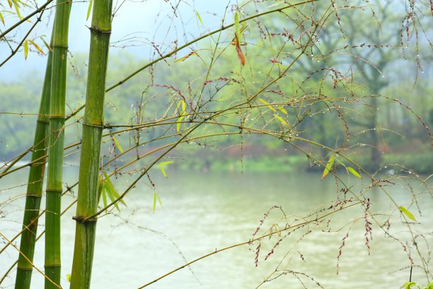 竹林山泉