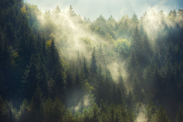 深山树木风景