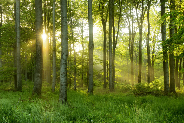 阳光绿树林