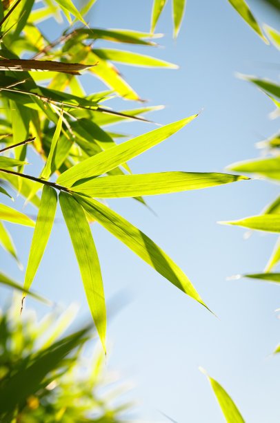 夏日乡间的竹林