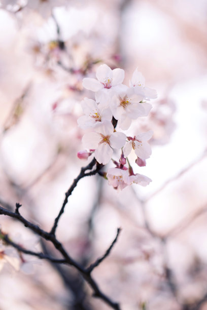 樱花梅花