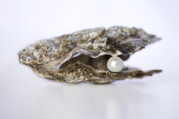 珠母珍珠蚌