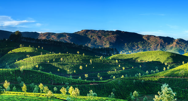 蓝天白云茶园景