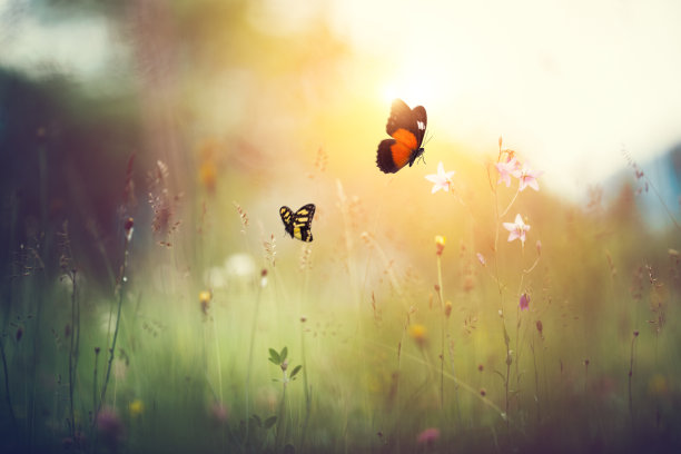 蝴蝶在花丛中