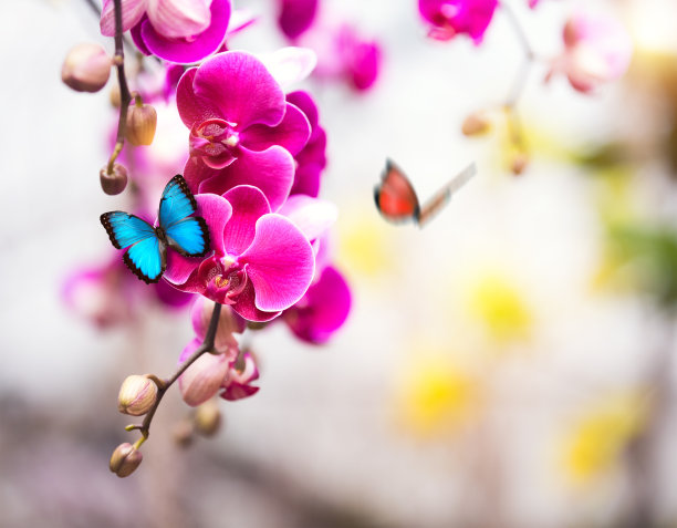 粉红色的兰花（蝴蝶兰）