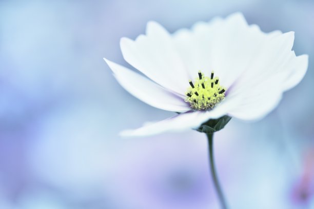 菊花上的露水