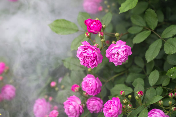雾中玫瑰