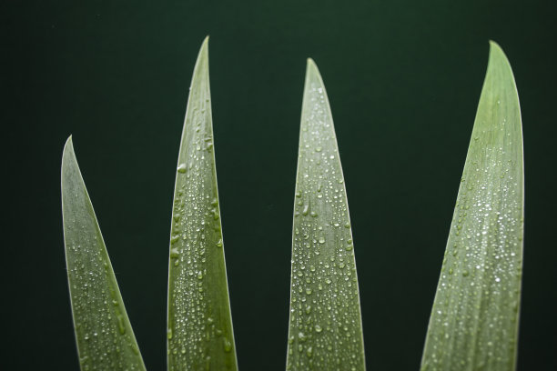 小雨滴叶子背景墙