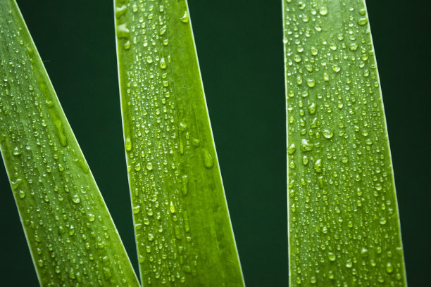 小雨滴叶子背景墙