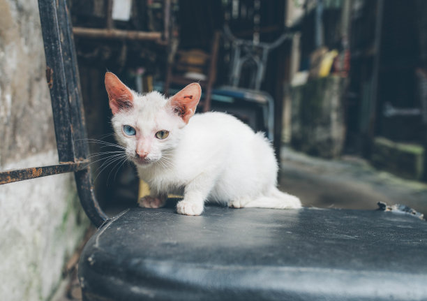 机警的小猫