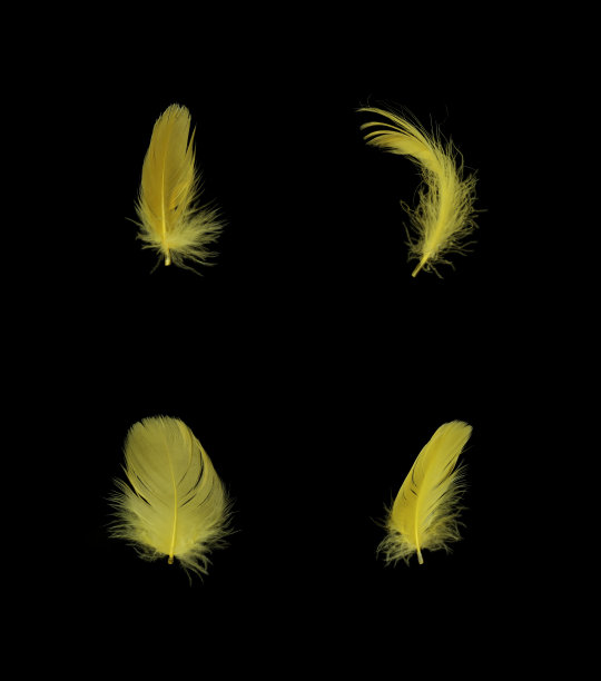 黄色的羽毛