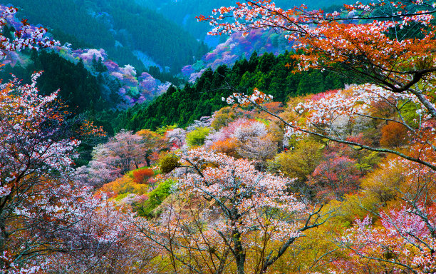 日本奈良樱花