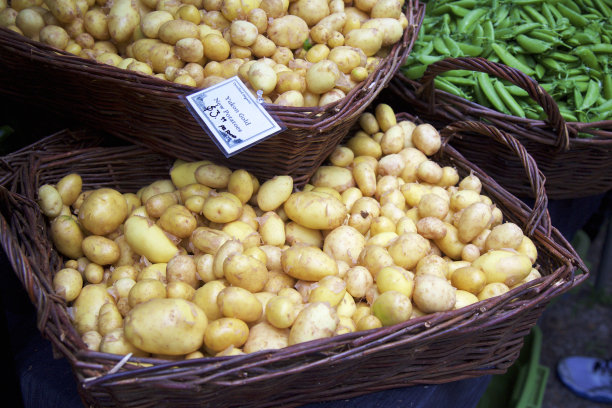 金育空土豆