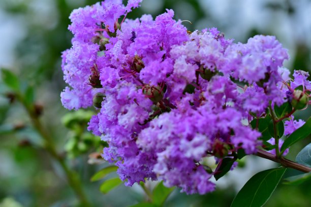 一束紫薇花