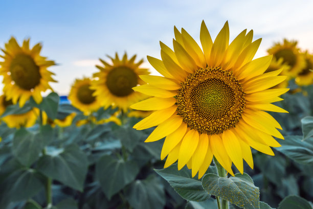 sunflower