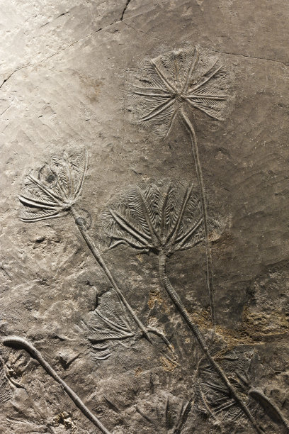 海百合古生物化石