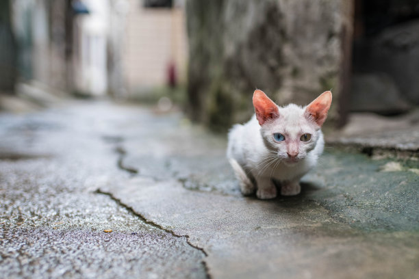 机警的小猫