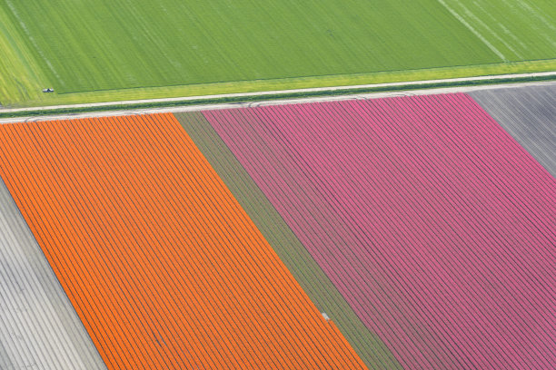 郁金香花田