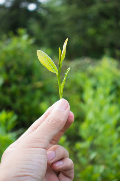 采茶的茶农