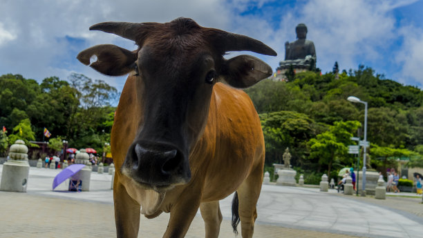 宝莲禅寺