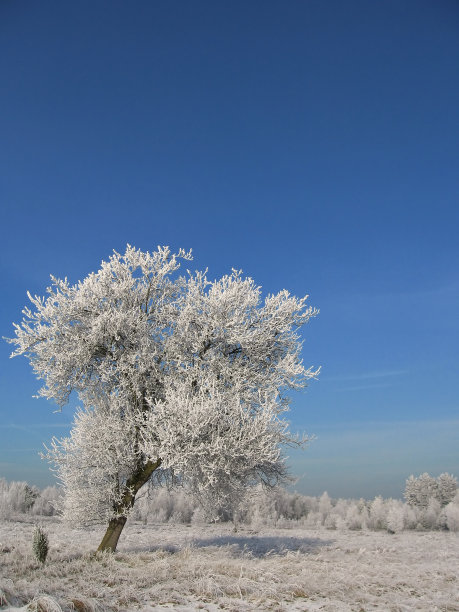 梨花落雪