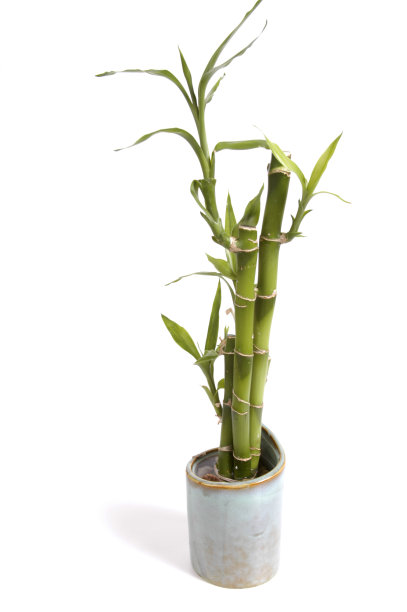 盆栽富贵竹